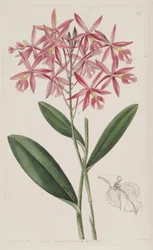 Epidendrum Macrocarpum (as syn. Epidendrum Schomburgkii)